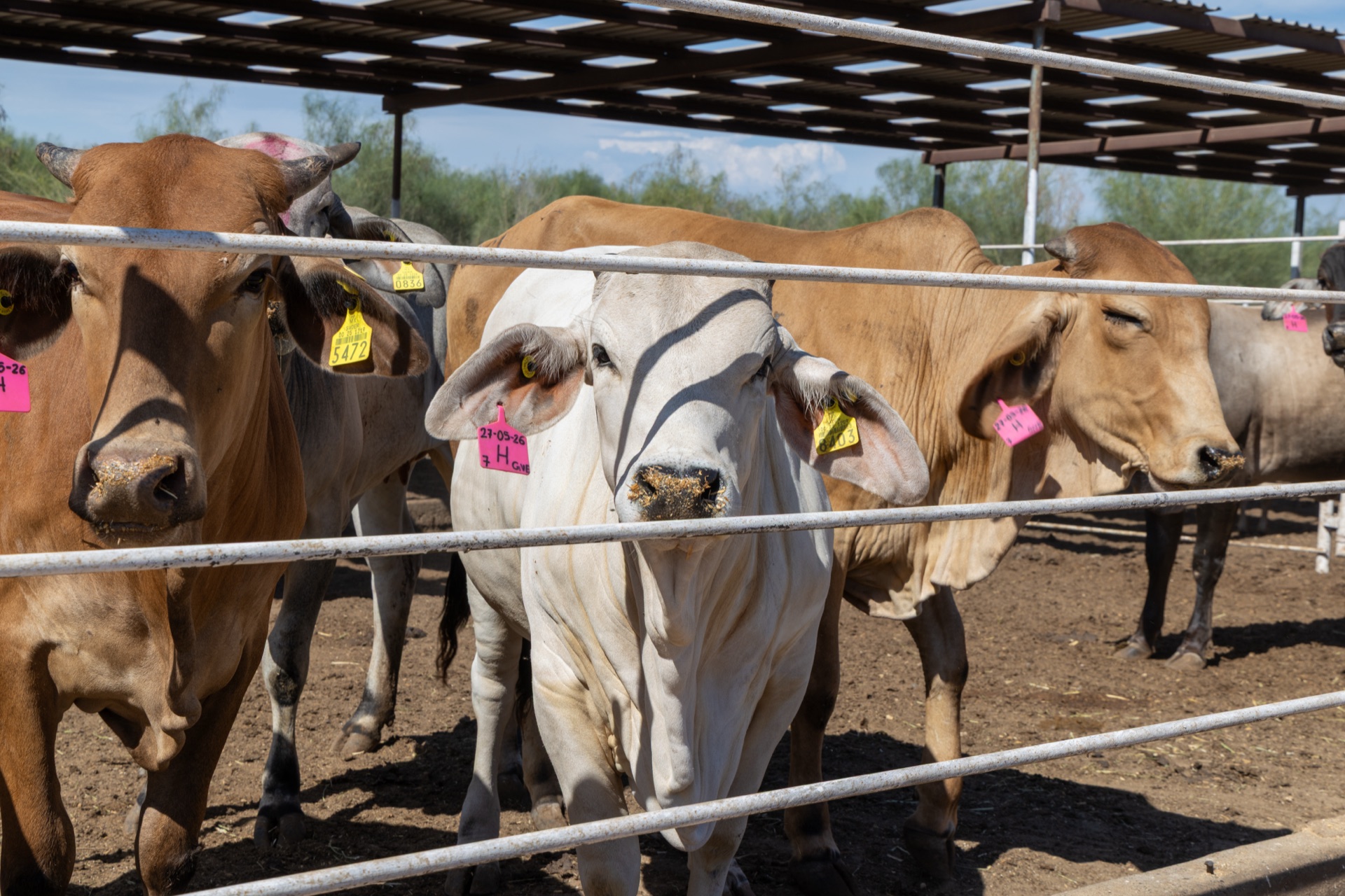 Agrícola Ganadera El Deseo
