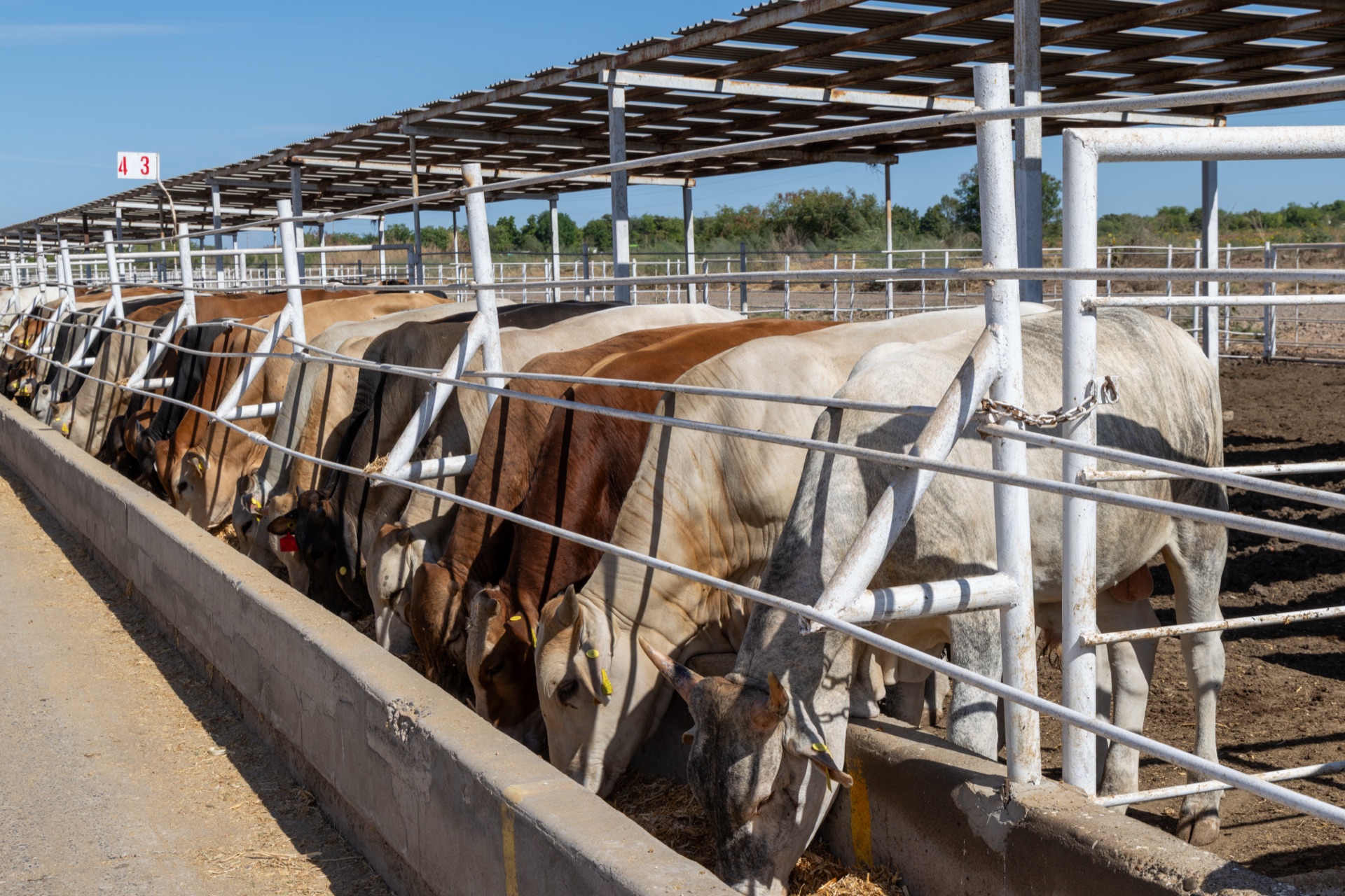 Historia Grupo Agrostar